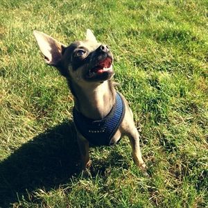 Meet your Posher, Jules